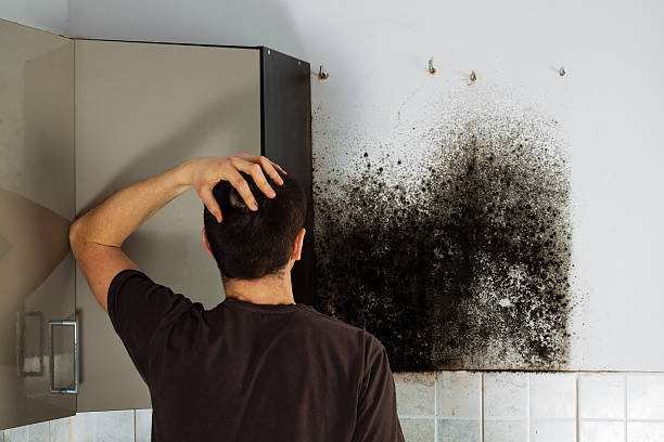 Best Kitchen Mold Remediation in Hays, MT